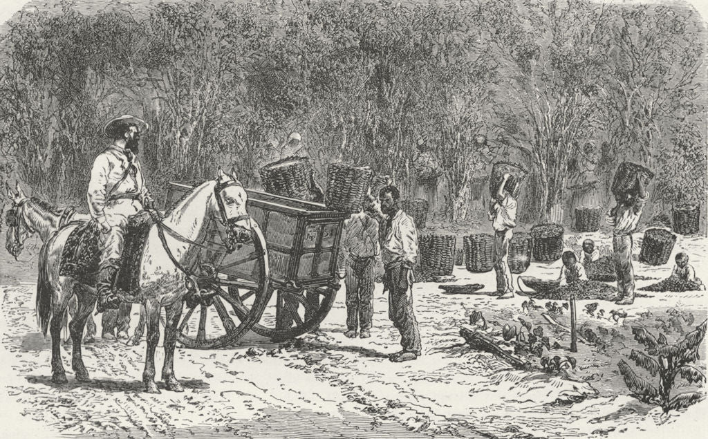 BRAZIL. Organ Mountains. Coffee gathering 1880 old antique print picture